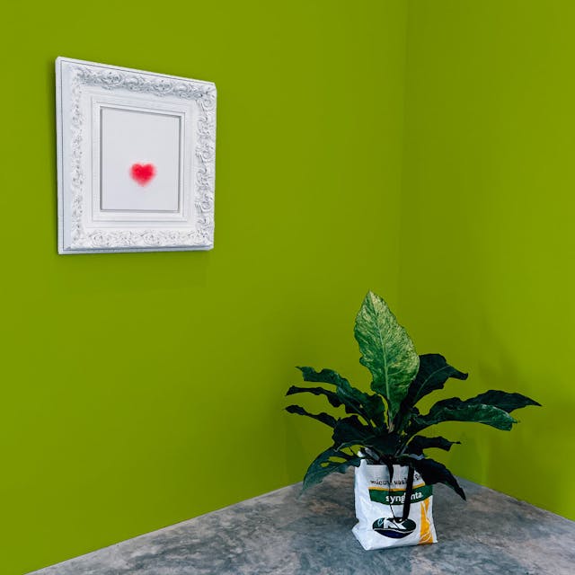 Cash Green Paint Color #98AD28 - vernice-wall-paint-interiors-cash-green-10